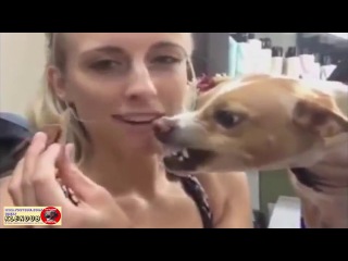 Секс Собаками Приколы