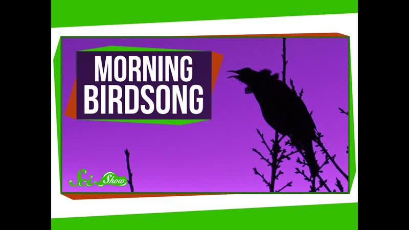 Why Do Birds Sing in the