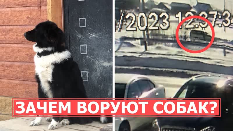 СПЕЦРЕП: Украли и съели В Южно Сахалинске пропадают