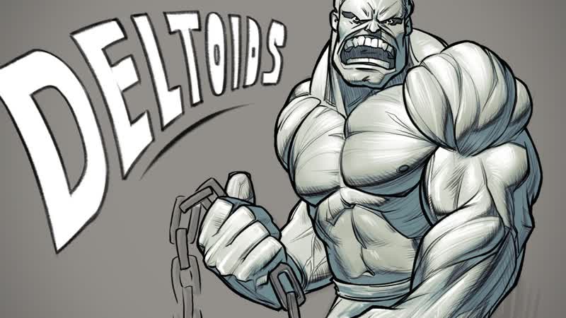 How to Draw Deltoids Anatomy for