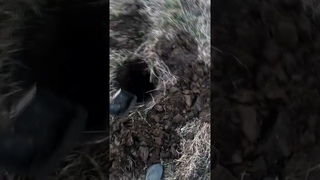 ПЯТАКИ ПОПЁРЛИ НА ЭТОМ ПОЛЕ! #shorts