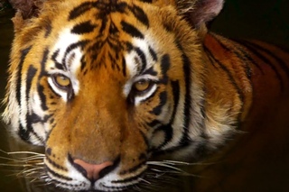 10 Incredible 4K (Ultra HD) Videos