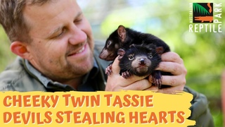 Meet 'Cheese' and 'Pickles' | Australian Reptile Park
