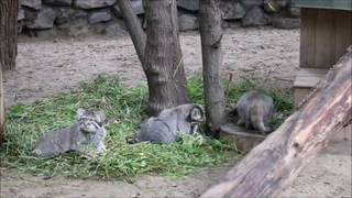 Котята манула Евы очень любят играть друг с другом