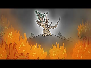 The 3 Reasons This Tree Has Lived 5000 Years