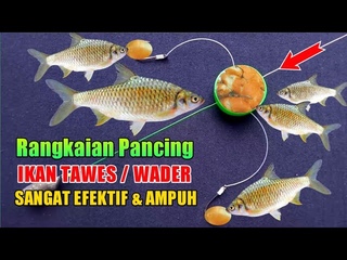Rangkaian pancing ikan Tawes - Rangkaian Gombyok