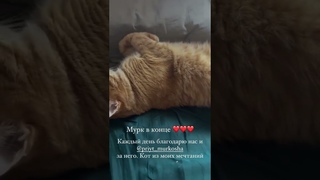 5659).  - Кот Армин (дома Арвин) уехал домой (видео из дома)