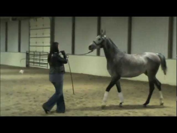 John Rannenberg halter session with Maglorix