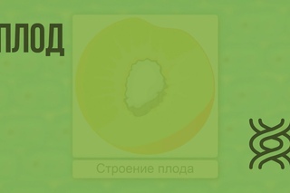 Плод