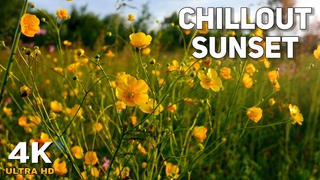 Beautiful nature at sunset, sun rays in the grass. Hear the sounds of nature, birds sing, and insect