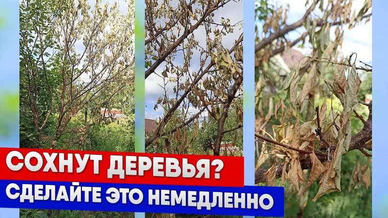 Сохнут деревья Сделайте это