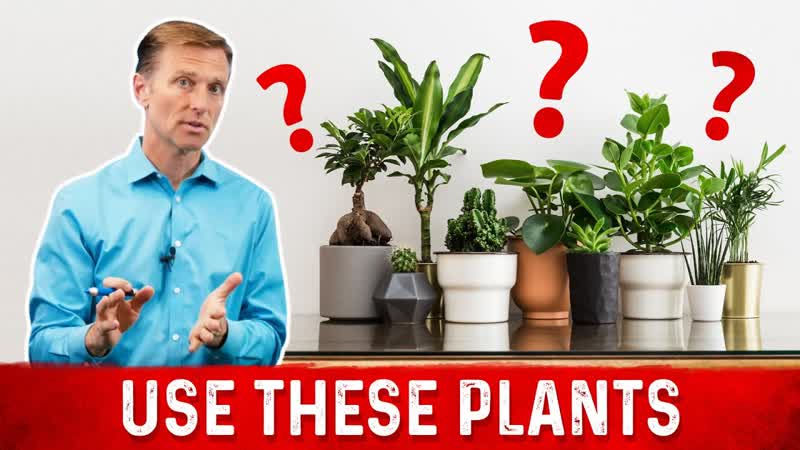 Use These Houseplants to Reduce Carcinogens