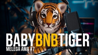 BABYBNBTIGER AMA 10 WEEK #bnbtiger#babybnbtiger#babytiger