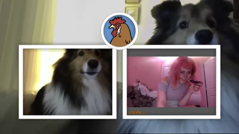 Cute Dog JUMPSCARE PRANK on