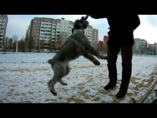Mittelschnauzer Тара, дневной выгул, puller, послушание, другая собака
