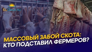 В Казахстане массово забивают скот: кто подумает об ЛПХ и фермерах