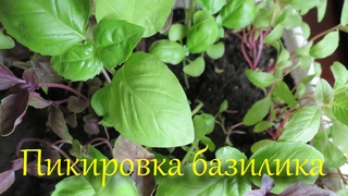 Как пикировать базилик, если он перерос