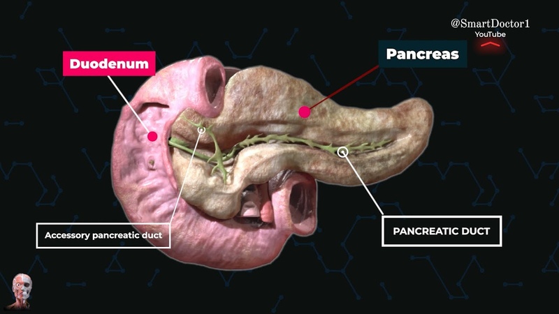 The gland that works with two systems ,