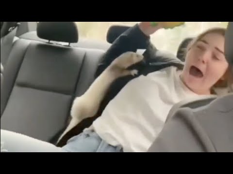 Unexpected Hilarious and Cute Wildlife Moments Funny Wild Animals Compilation