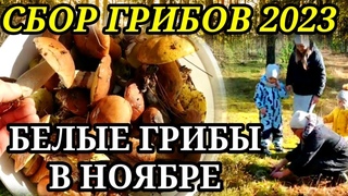 ГРИБЫ В НОЯБРЕ. Сбор грибов в Беларуси 2023. Белые грибы. Маслята