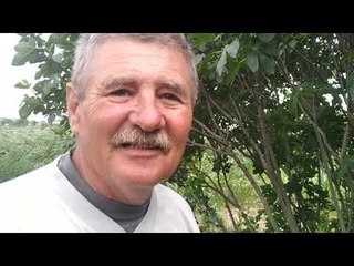 ИНЖИР. В ГОСТЯХ У ИНЖИРОВОДА. КОГДА ПРИЩИПЫВАТЬ ПРИ КОРДОННОЙ ФОРМИРОВКИ.