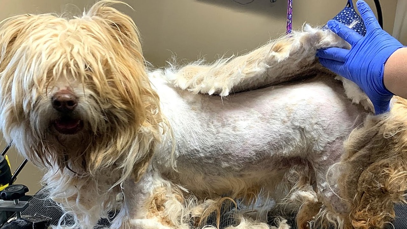 The MOST Matted DOG EVER, Came Off In ONE PIECE, Matted Dog Shave Down CC