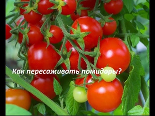 Как пересаживать томаты. Секреты хорошей корневой.