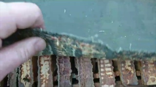 Как зимуют пчёлы зимой