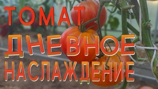 Томат Дневное наслаждение. Урожайный и очень вкусный помидор #томат #помидор #сорт #семена