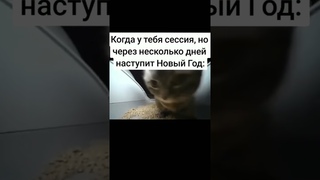 Чипи чипи чапа чапа #мемы #мем #meme #memes #shorts