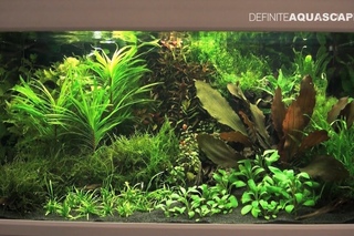 Planted aquariums of Heimtiermesse 2015, Hannover - part 11