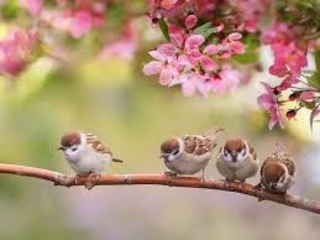 LE  TRI  SE  FAIT  AU  PRINTEMPS