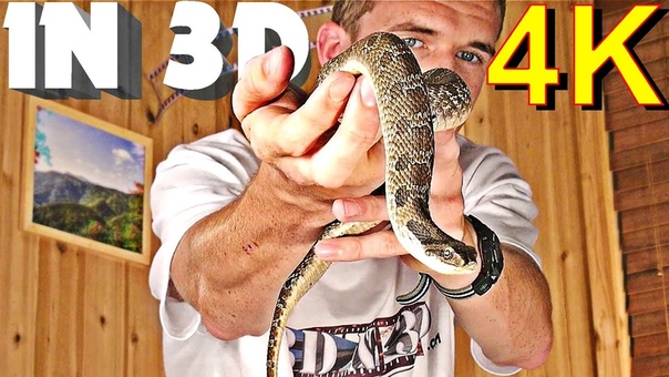 3 D Video EXTREME 4 K ( Scary Snake