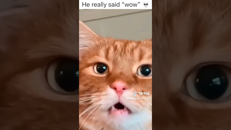 funny cat, cat, catcute, lovecat, catlover, funnycats, fyp,