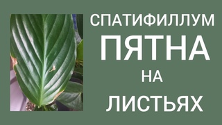 ПЯТНА на листьях спатифиллума. Причины. Пересадка методом перевалки.