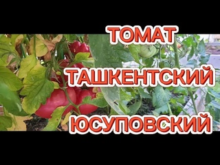 ТОМАТ ТАШКЕНТСКИЙ ЮСУПОВСКИЙ. ОБЗОР КУСТА И ПОМИДОР .  ВКУСНЫЕ РОЗОВЫЕ ПОМИДОРЫ.
