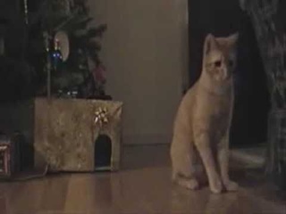 Забавные отношения кота и мыши