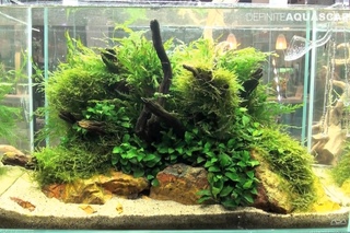 Planted aquariums of Heimtiermesse 2015, Hannover - part 2