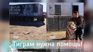 Тиграм срочно нужна помощь!!! Ищем 2 тягача, для транспортировки полуприцепов.