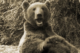 The Bear That Went To War