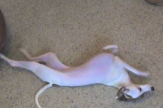 Italian Greyhound itchy back