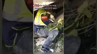 🐕В провинции Антакья после 22 дней спасательных работ из завалов спасли собаку по кличке Алекс