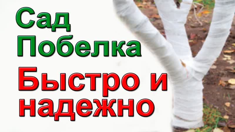 Не мучайтесь с побелкой. Как надежно защитить садовые