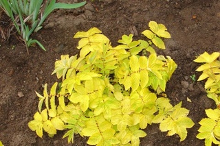 Лабазник вязолистный. Таволга вязолистная ауреа. Лабазник вязолистный ауреа. Лабазник ауреа салатный лист. Таволга вязолистная ауреа.