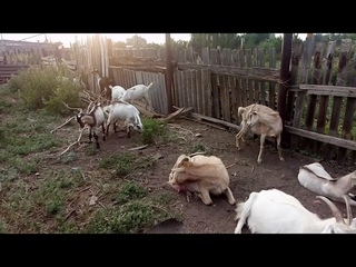 Новое пополнение, продаются козы