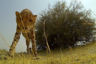 GoPro: Cheetah Licks My GoPro
