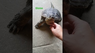 Cuddle time with  Common snapping turtle. #shorts