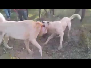 urfadan talo malatyadan tayman..