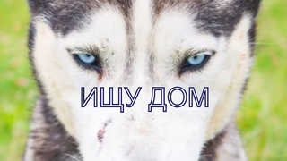ИЩУ ДОМ, ПРИЮТ ДЛЯ СОБАК НЕ МЕСТО ДЛЯ ХАСКИ.