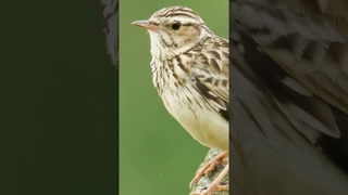 BIRD SOUNDS Wood Lark chirping